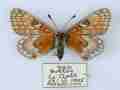 Euphydryas aurinia hibernica (verso irish marsh fritillary virgata aberration) (Internet Image property of respective owner, non-commercial use only)